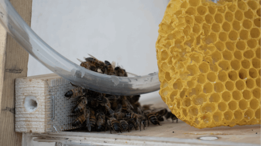 Volverse Negro, site-specific interdisciplinary performance by Teatro Ojo, 2020